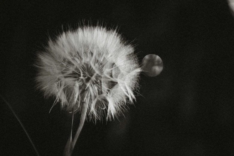 a dandelion on black with the seeds turned back