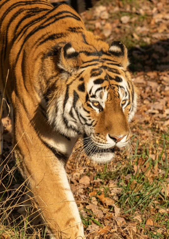 a tiger walking in the grass and leaves