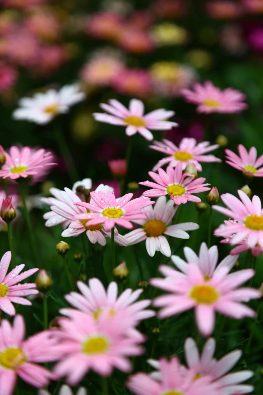 a bunch of pink and white flowers with petals