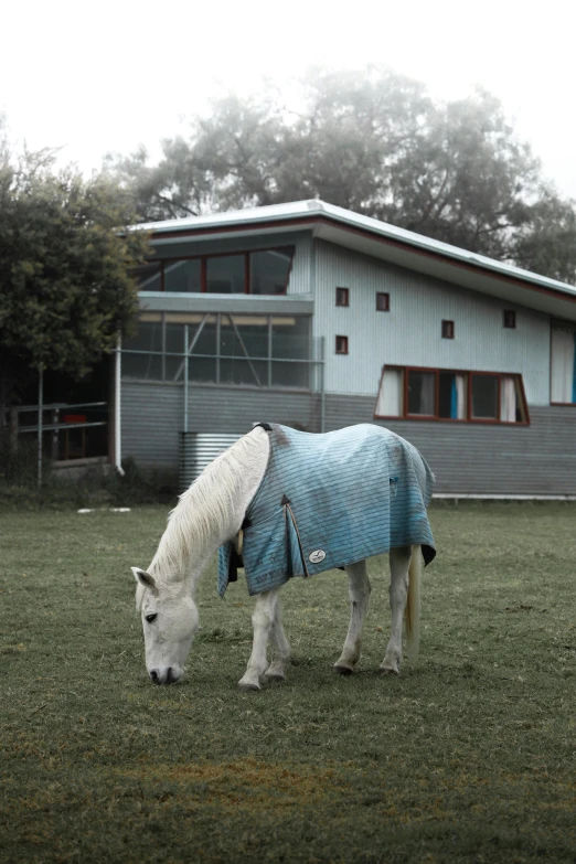 a horse with a sweater on eating some grass