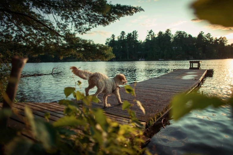 a dog on a dock with the sun glaring down