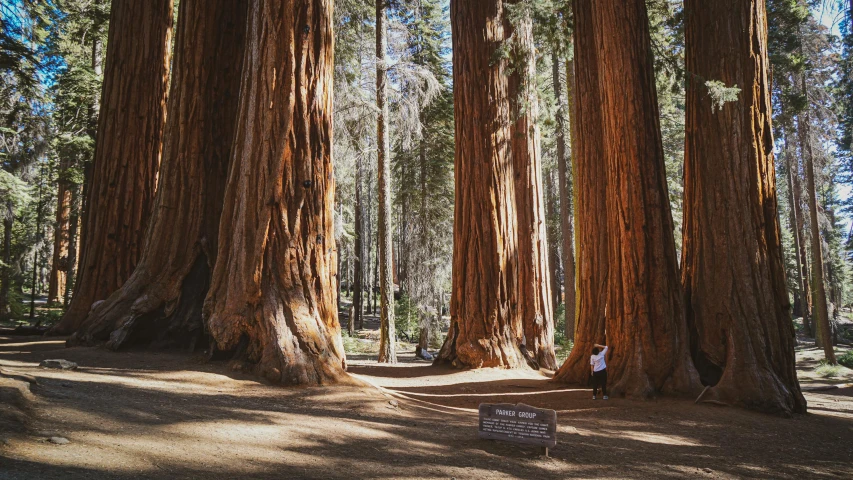 two people standing in between two giant trees