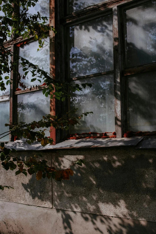 a window sitting in front of a green tree