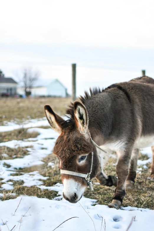 the donkey is grazing for food in the snow