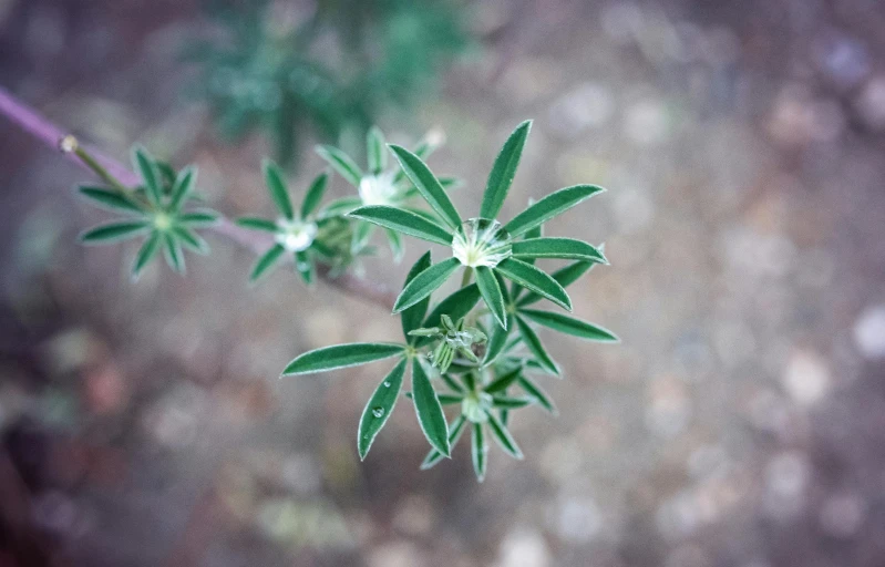 green plants growing in the mud on top of rocks