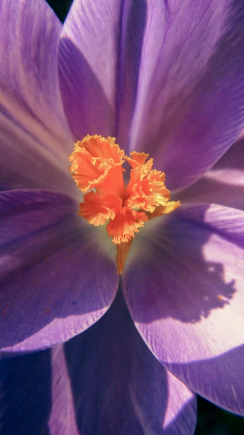 purple flower with orange stamen, close up