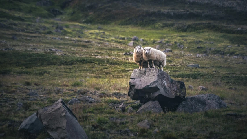 a couple of rams stand on a rock