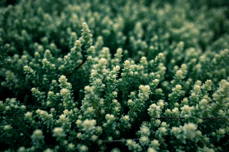 a closeup view of the fronds on a plant