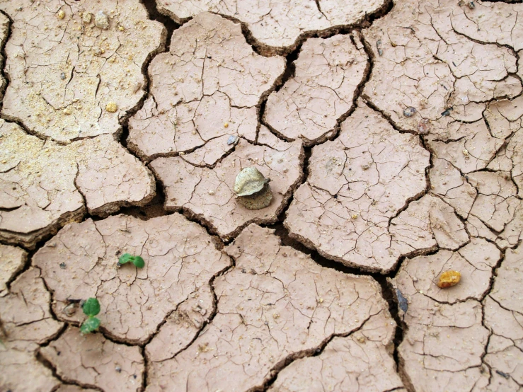 green plant growing through ed earth in daylight