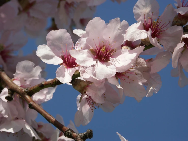 flowers blooming from the nches of some fruit trees