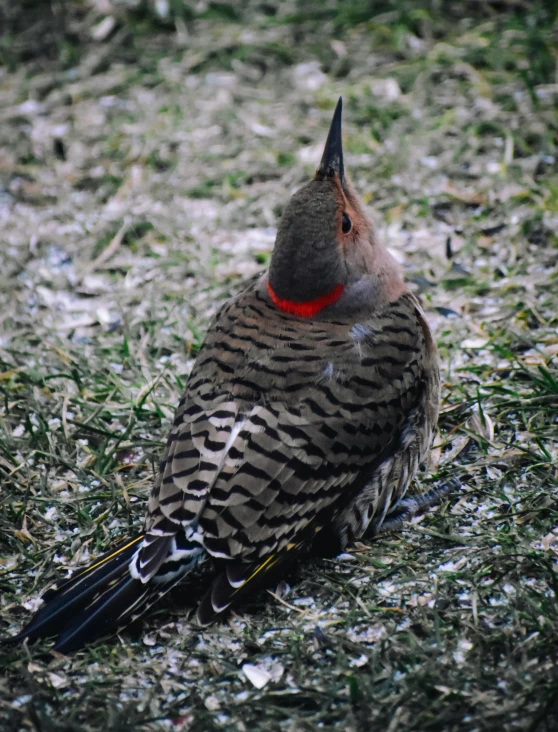 a bird with a red  is sitting on the ground