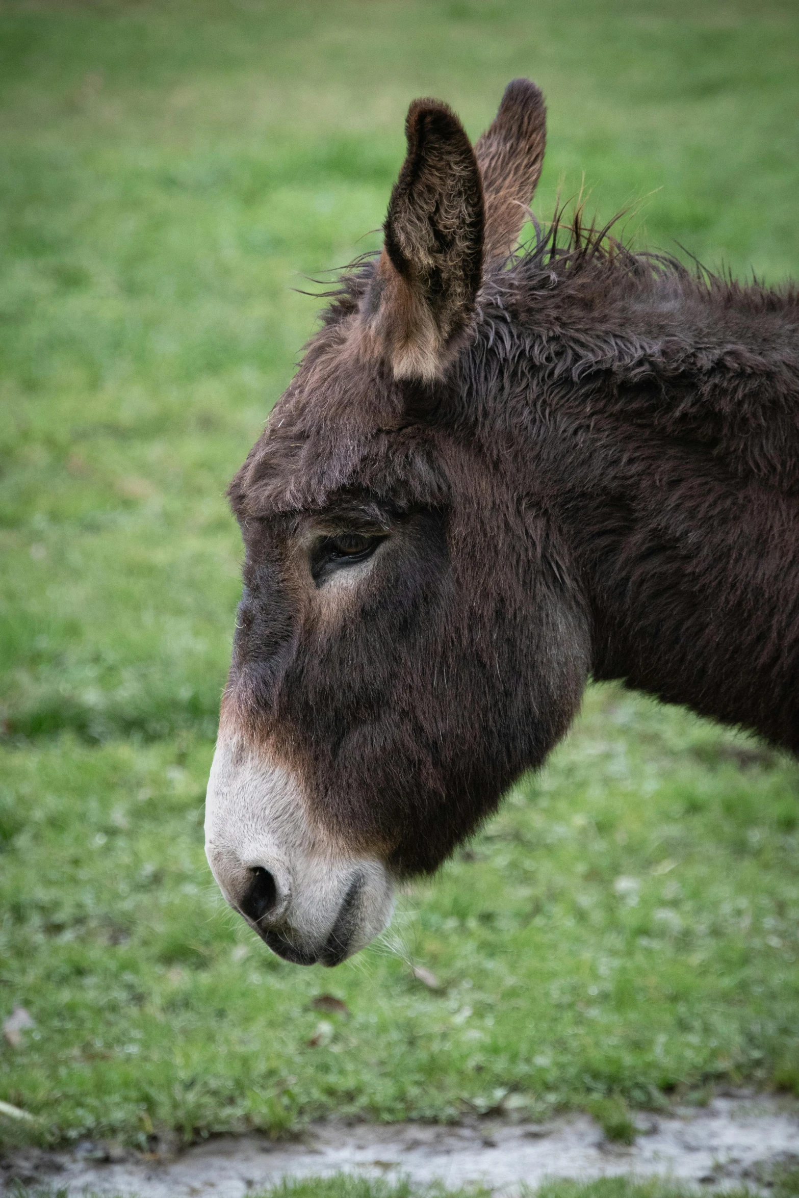 a large donkey standing on a lush green field