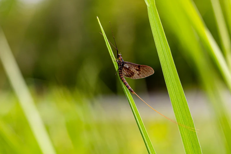 a small brown bug sitting on top of a green blade