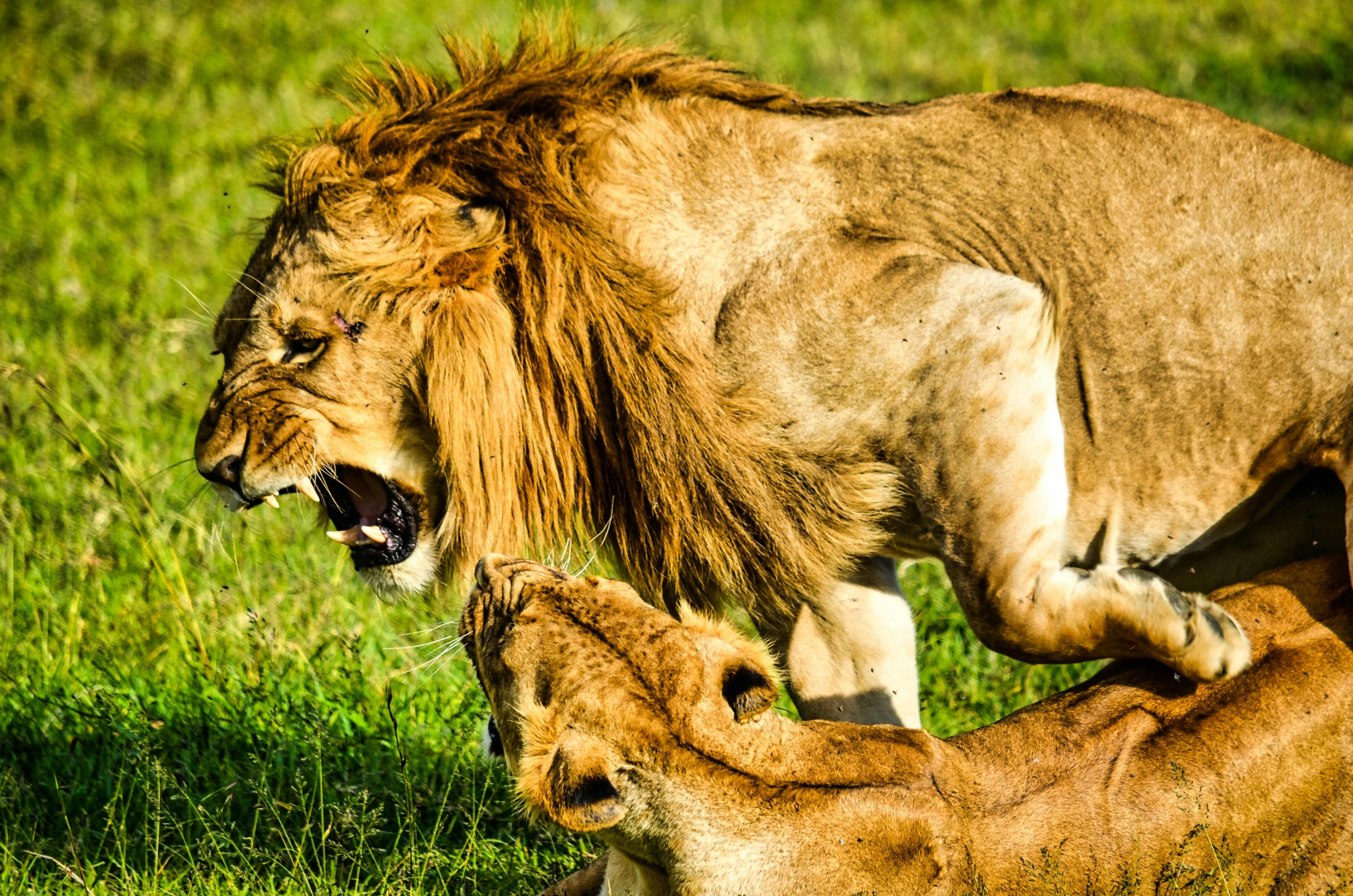 a lion rubbing its face on another animal