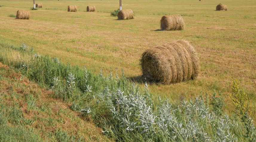 many bales of hay sit in a field near a trail