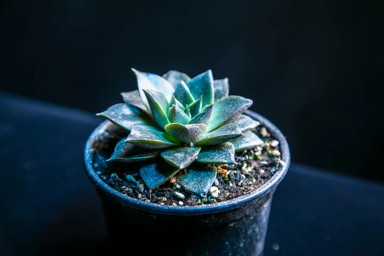 an agium plant sitting in a pot with a black background