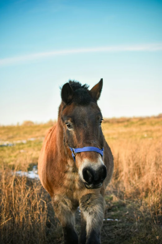 a pony with a blue ribbon tied to its face standing in a field