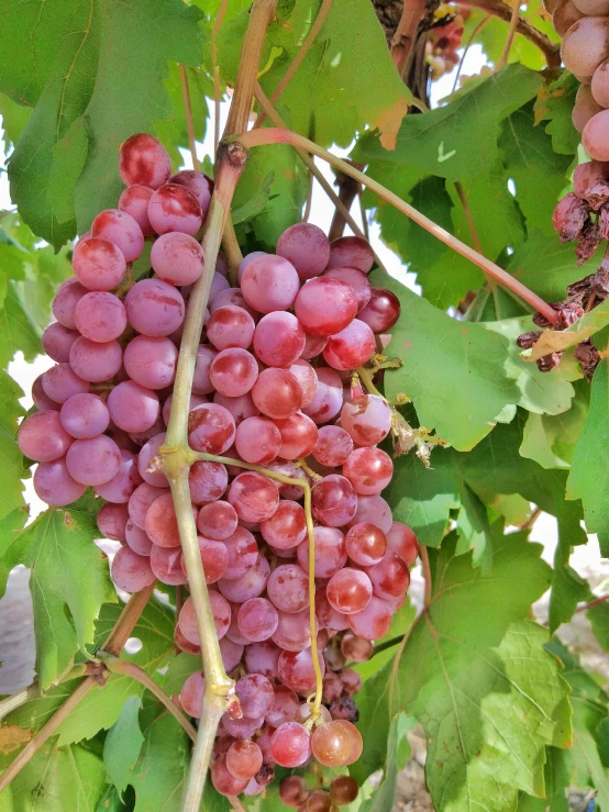 gs growing in a vine with leaves and water