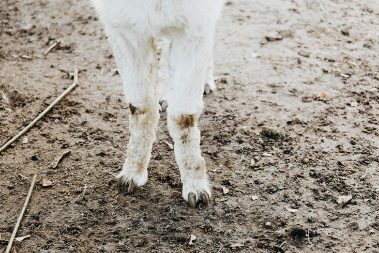 the white goat is walking in the dirt