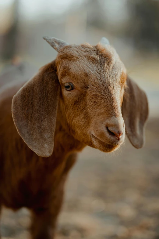 a brown goat standing in dirt and rocks