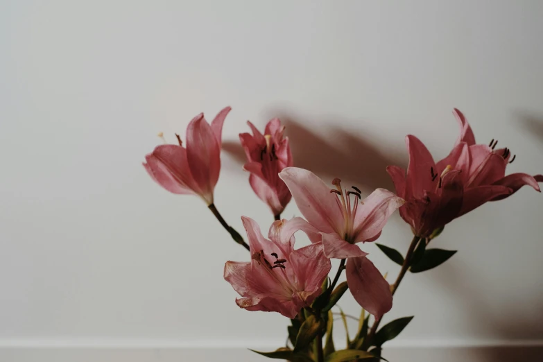 pink flowers are in a vase against a wall