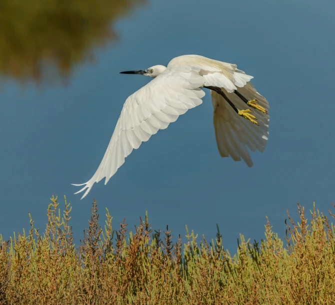 a white and black bird flying through the sky