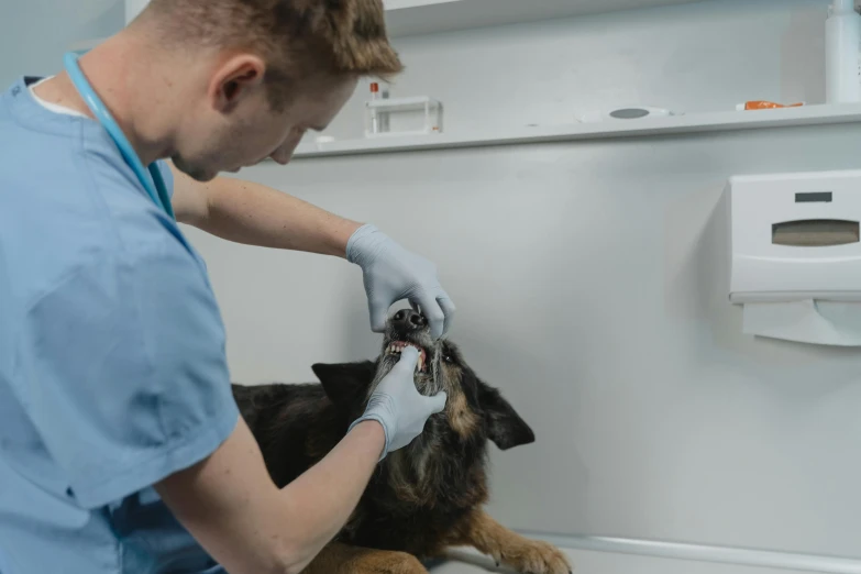 the vet takes a dog's collar for 