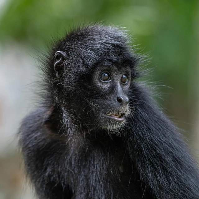 a small black animal standing on top of a rock