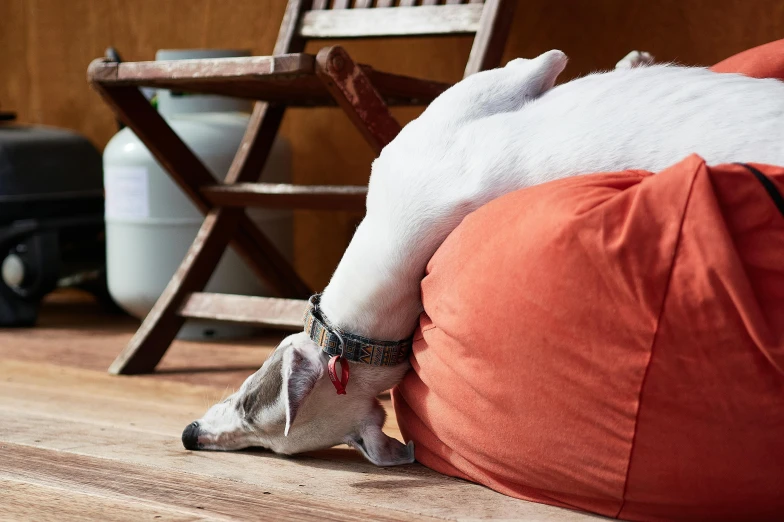 a dog with its nose between a pillow and a chair