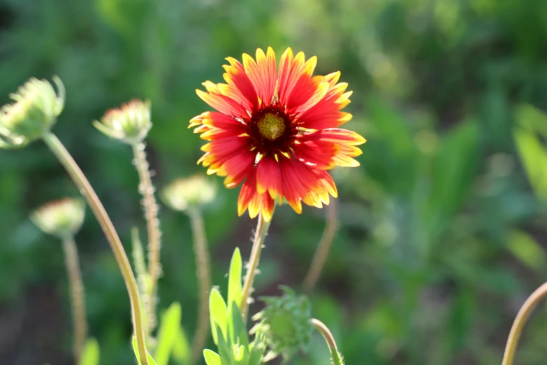 a flower is shown in a garden setting