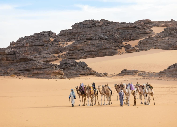 a herd of camels with people on them walking through the desert