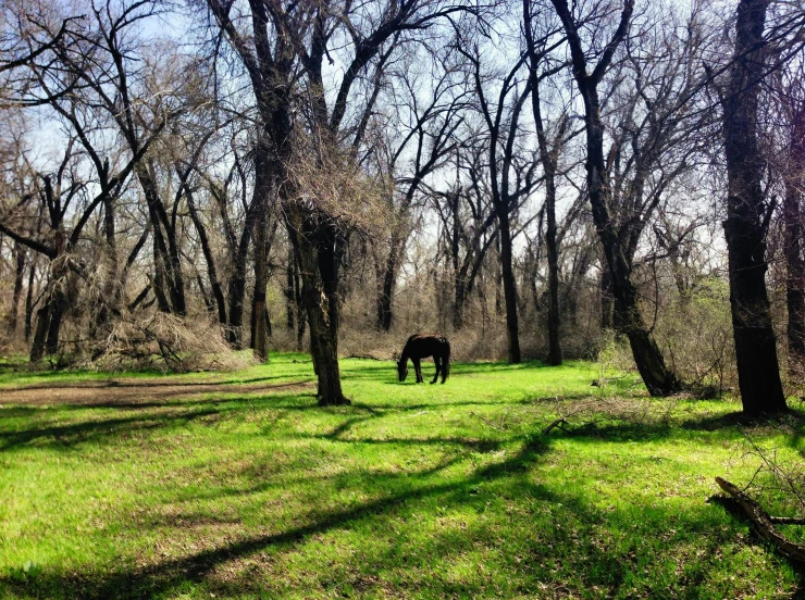 a horse grazing on the grass among trees