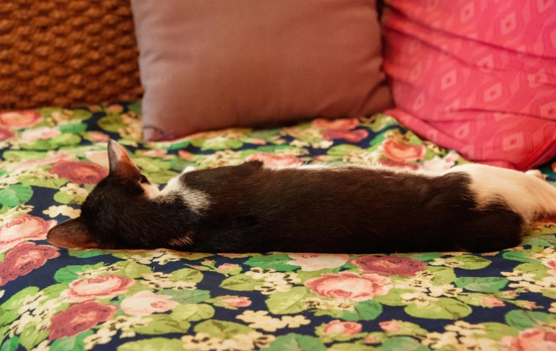 a black and white cat is sleeping on a floral print bed