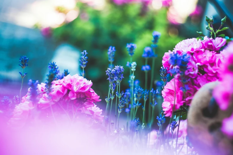 some pretty pink and purple flowers and grass