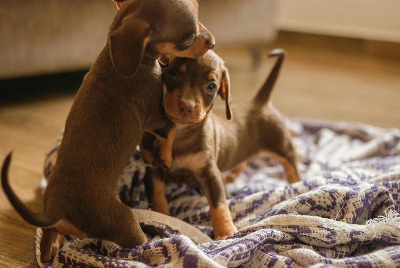 a couple of dogs on a bed next to a couch