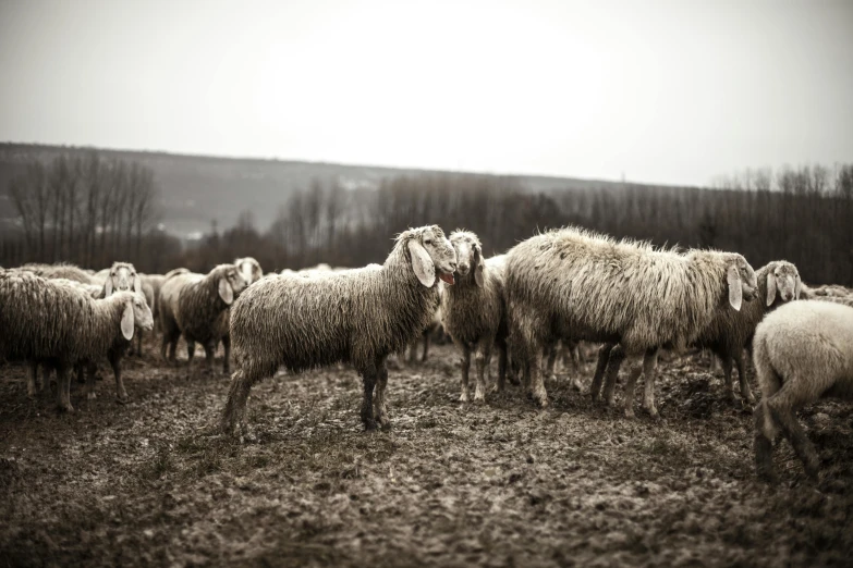 a large herd of sheep standing in the middle of the field
