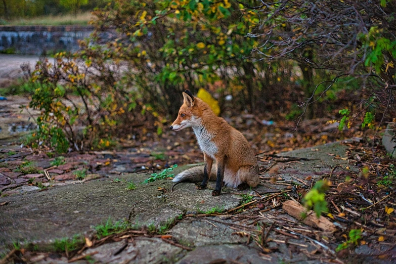 a fox stands on top of a piece of wood