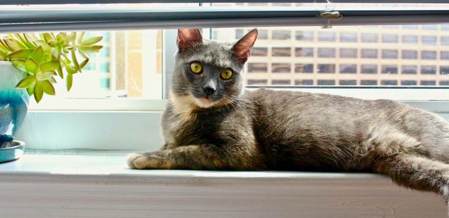 a cat sitting on a window sill in the sun