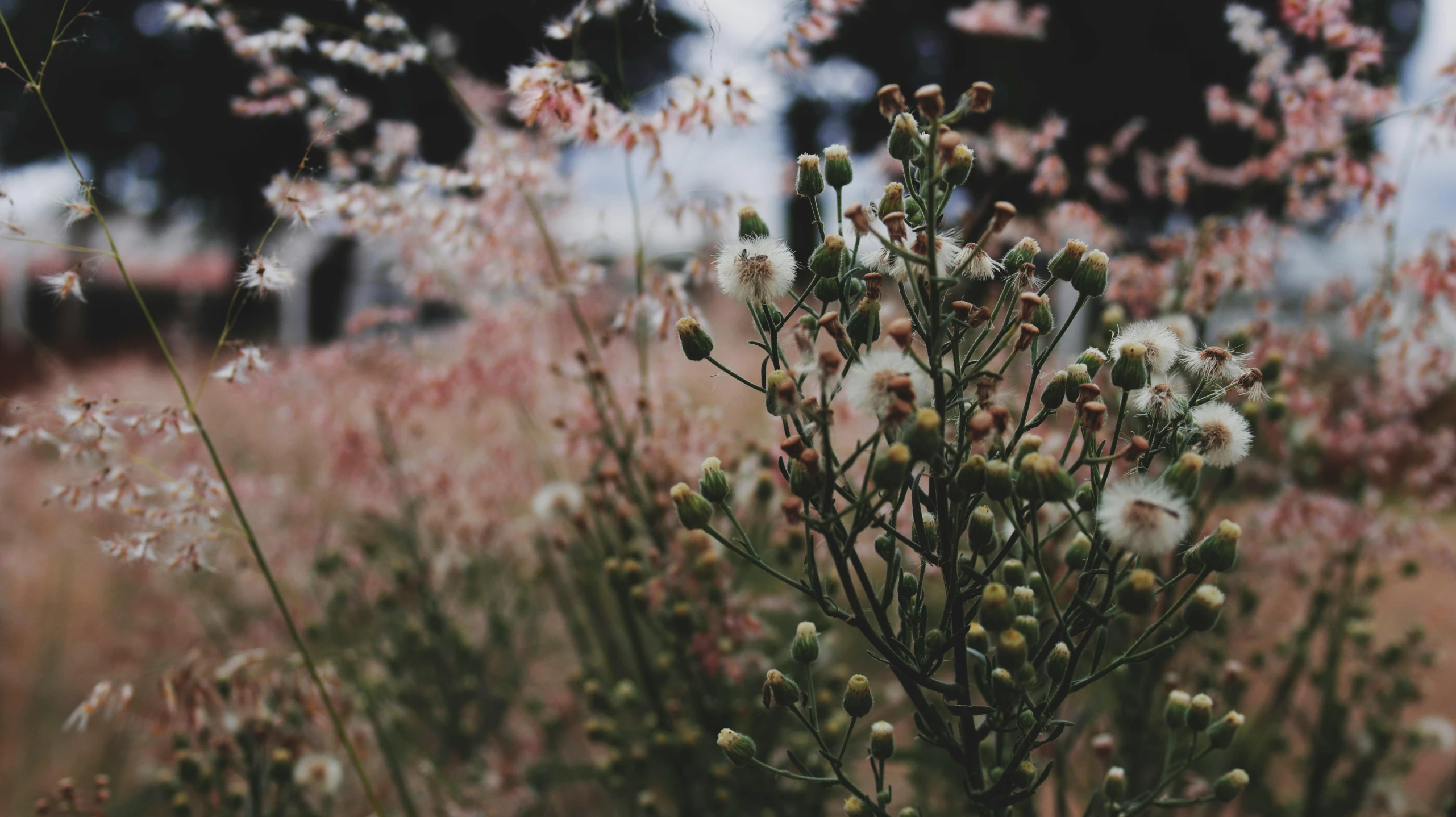 plants and flowers in a large field with no one around