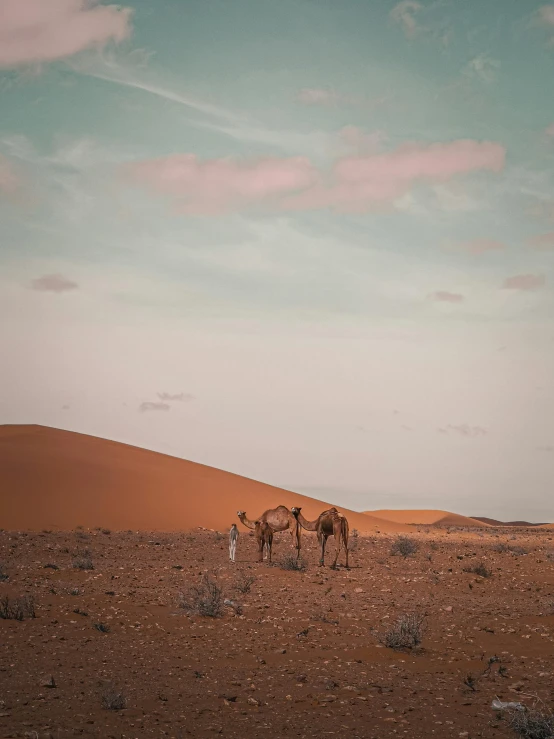 the man and two camels are standing alone in the desert