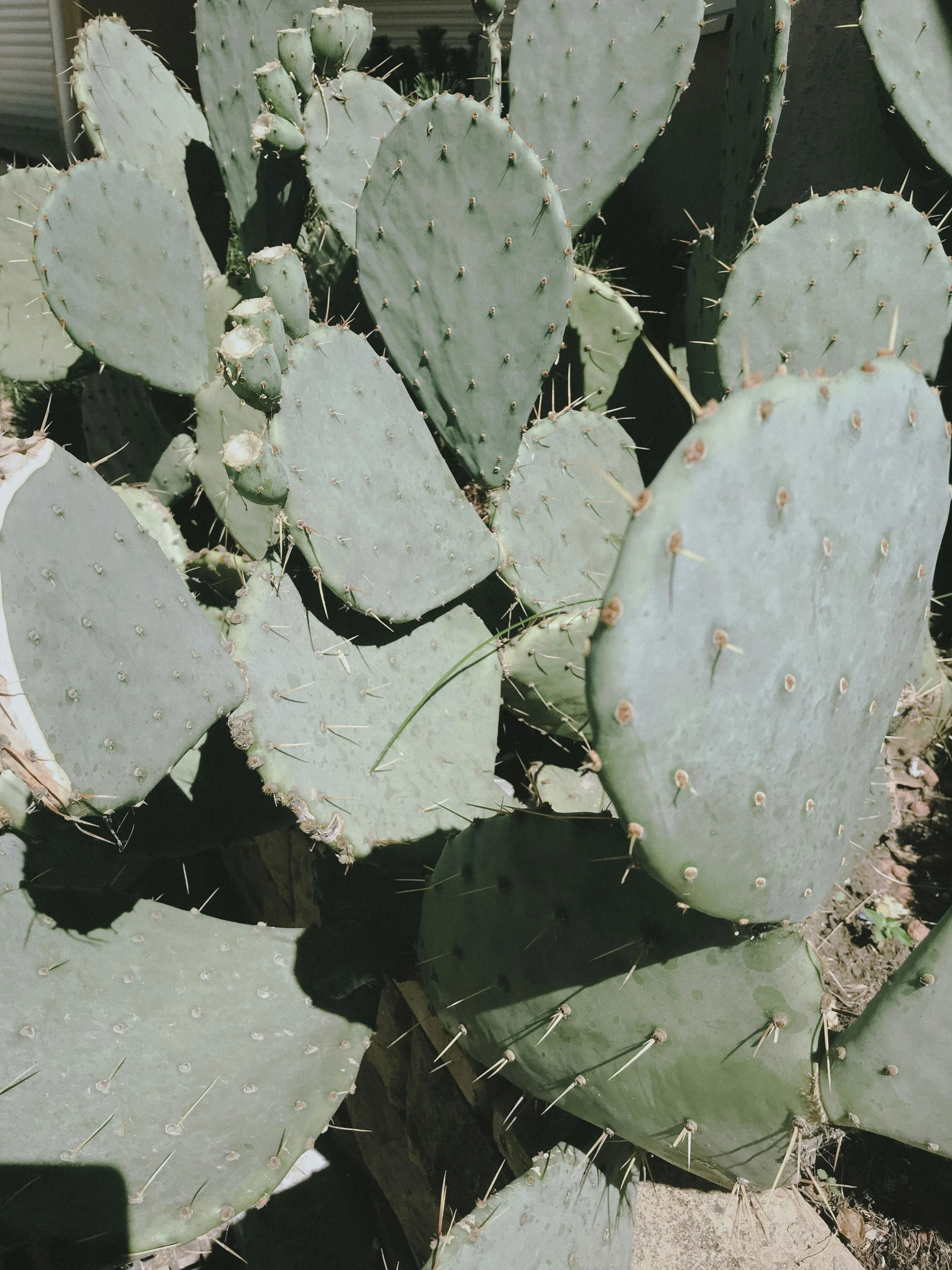 a bunch of cactus plants growing outside together