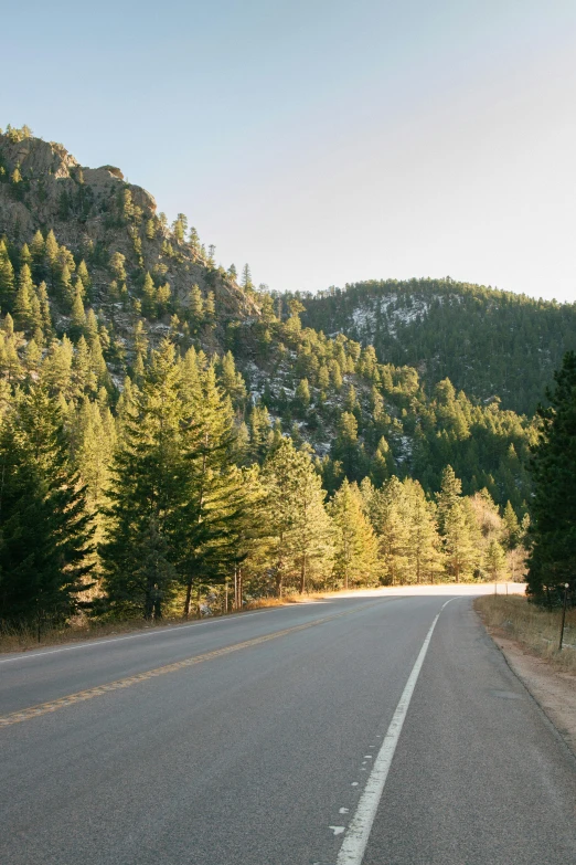 trees on the side of the road by a hill