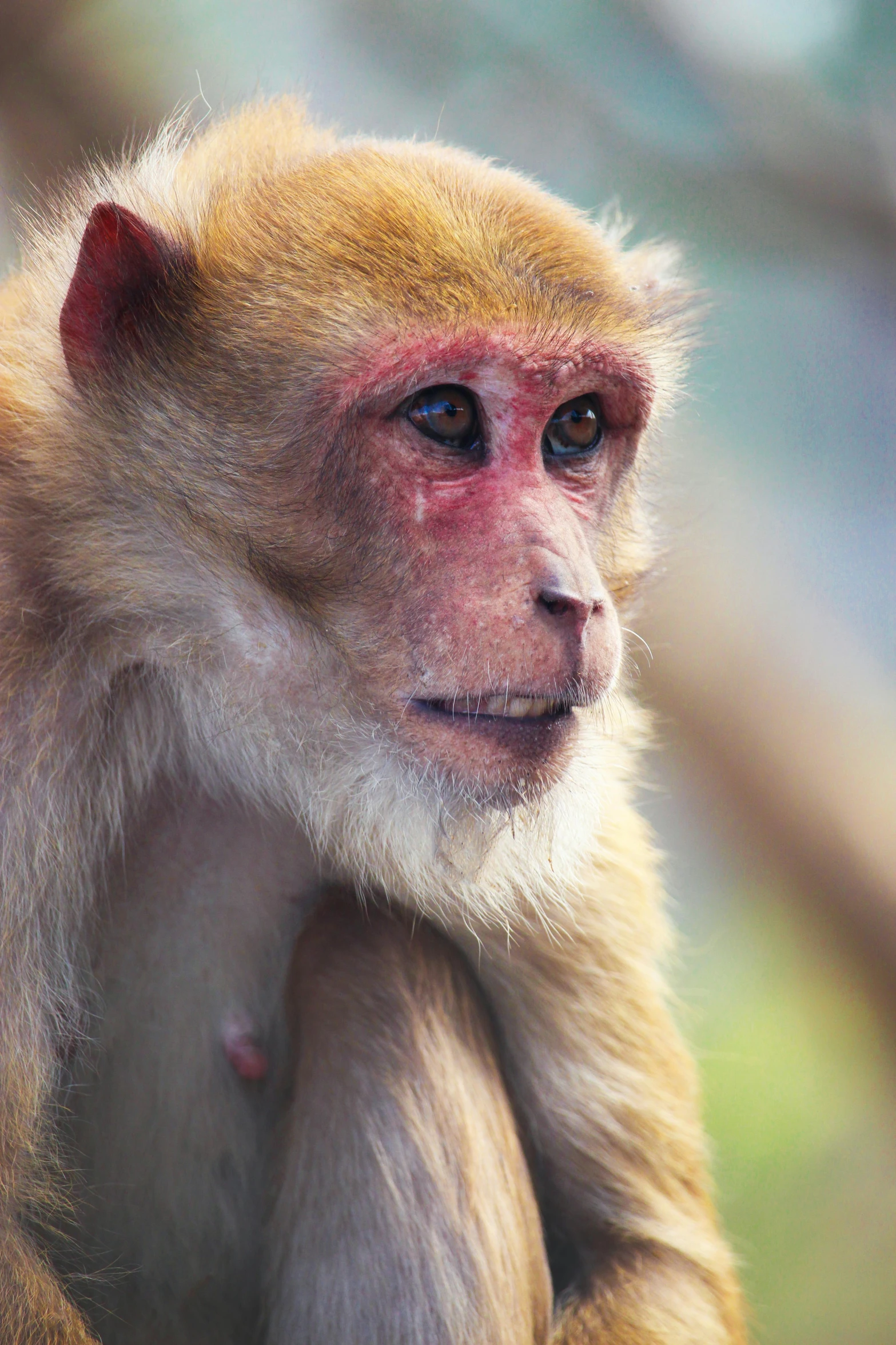 a close up of a monkey with a blurry background