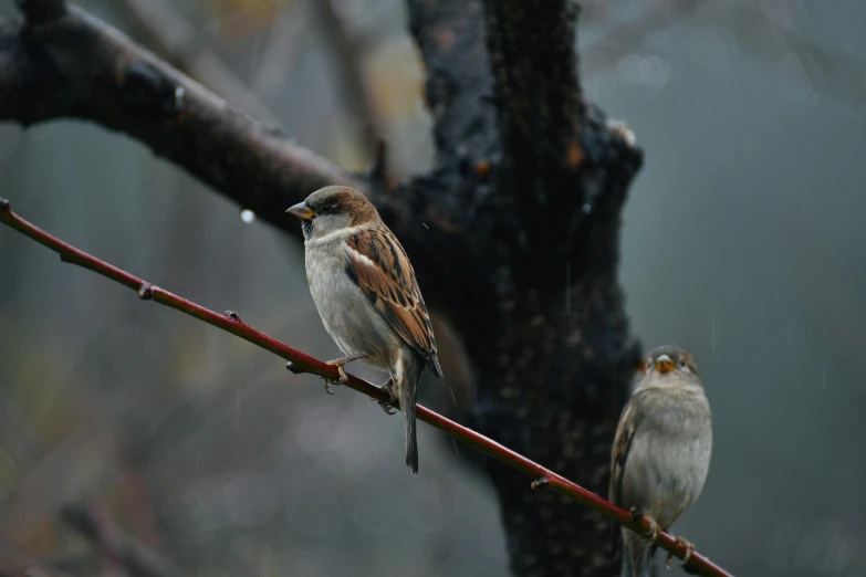 two small birds perched on top of a nch