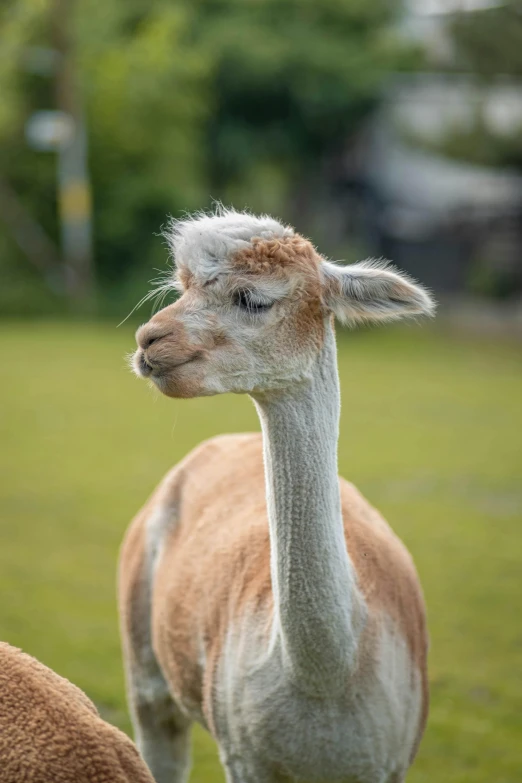 an alpaca looking back into the camera