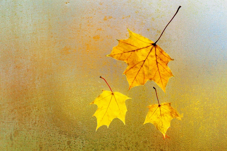 an autumn leaf hanging from a metal pole