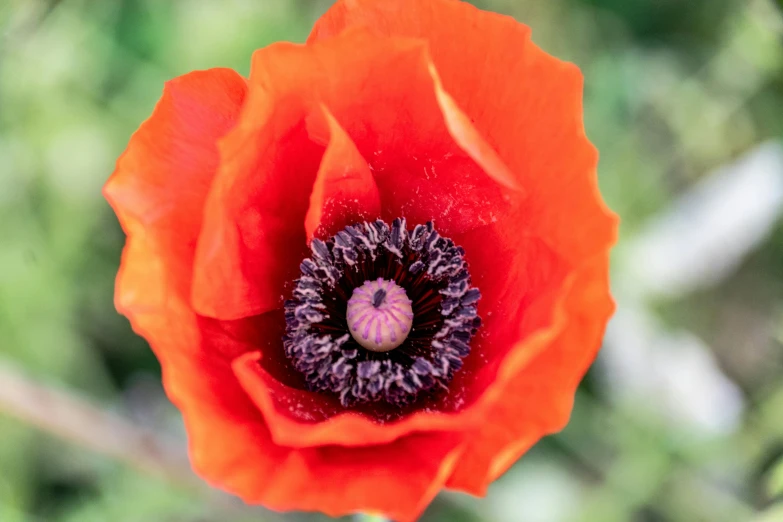 the inside of an orange poppy blossom