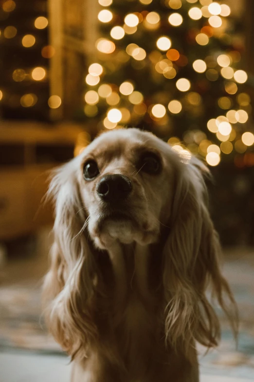 a close up of a dog near a christmas tree