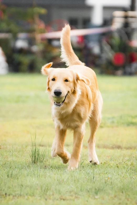 a golden retriever dog is running and smiling