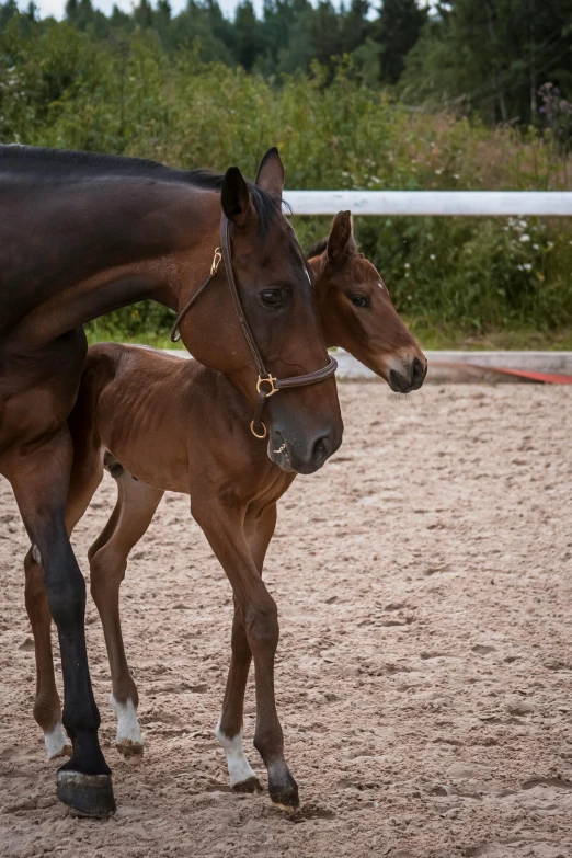 small horse is standing next to adult horse